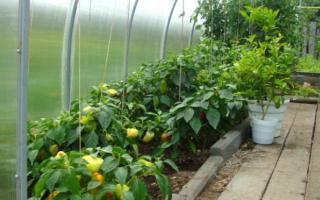 How to build a greenhouse with your own hands: instructions from A to Z Which greenhouse is better to make with your own hands