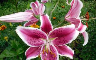 Garden lily flowers - planting and care, propagation How to plant large lilies correctly