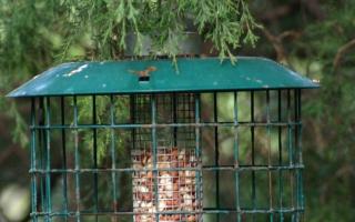 Hogyan készítsünk madáretetőt saját kezűleg: utasítások fa és műanyag etetők készítéséhez, fényképek és videók