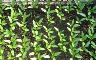 Hur man odlar pepparplantor hemma utan att plocka