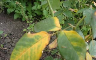 Bladen på en ros gulnar - behandling och skötsel Varför gulnar löven på en trädgårdsros