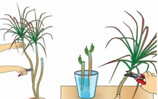 Yucca: гэртээ ургах үед юкка цэцэглэдэг