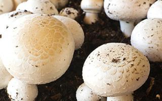 Tee-se-itse sienisänky mökissä