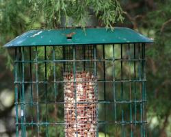 Как да направите хранилка за птици със собствените си ръце: инструкции за изработка на дървени и пластмасови хранилки, снимки и видеоклипове