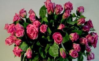 Hur man odlar en ros från en stickling eller en bukett blommor hemma