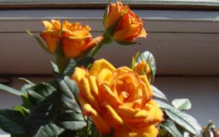 Indoor roses planting and care