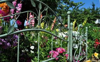 How to make a beautiful flower garden at your dacha