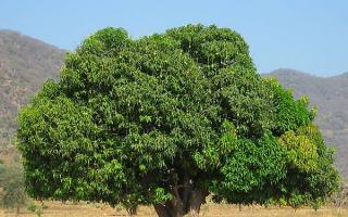 Kasvata maaperää mangoille kotona