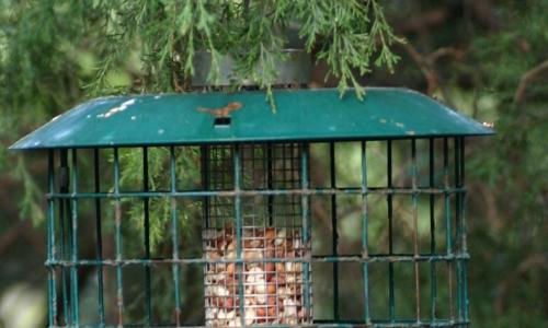 Kuinka tehdä lintujen syöttölaite omin käsin: ohjeet puisten ja muovisten syöttölaitteiden valmistukseen, valokuvia ja videoita