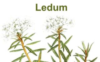 Даурски рододендрон (Ledum): описание, възпроизвеждане, видове със снимки и описания Къде да засадите див розмарин в градината